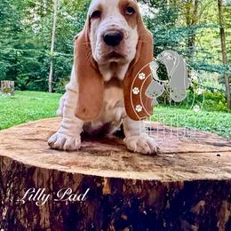 Lilly Pad - Red and white female Basset Hound puppy in Dingess, West Virginia from Tuckers' Howling Hounds