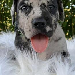 Great Danes from Kelly Bennett's Great Danes