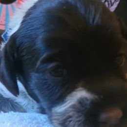 Boy 2 - Wirehaired Pointing Griffon puppy in Clear Spring, Maryland from Moonshine's Wirehaired Pointing Griffons