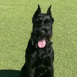 Giant Schnauzers from Executive Protection K9
