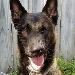 Astro - Belgian Malinois