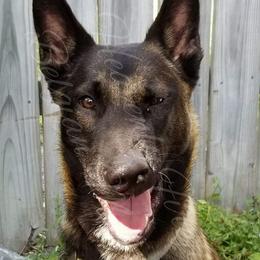 Astro - Belgian Malinois