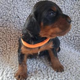 Boy 3 - Black and tan male Gordon Setter puppy in Potosi, Wisconsin from Point and Flush Gun Dogs