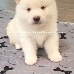 Shiba Inu Puppies from Shiba Paradise