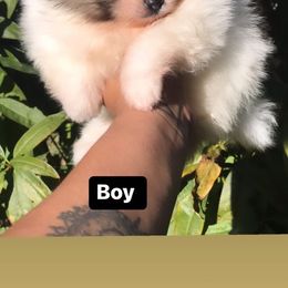 Pomeranian Puppies from Pommies of LA