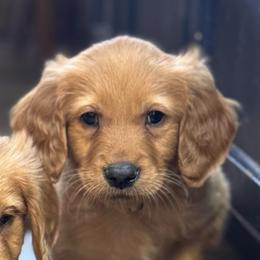 Boy 1 - Dark golden male Golden Retriever puppy in Payette, Idaho from Stonewick Retrievers