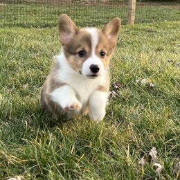 American Corgi and Pembroke Welsh Corgi Puppies from Folly Acres Corgis