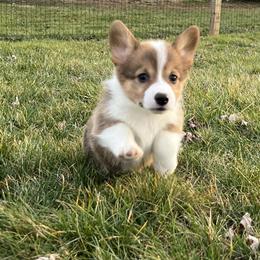 American Corgi and Pembroke Welsh Corgi Puppies from Folly Acres Corgis