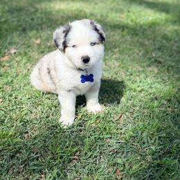 Beau - Blue merle male Australian Shepherd puppy in Plantersville, Texas from Jak Se Auss