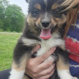 Puddin - Black tri female Miniature Australian Shepherd puppy in Galesburg, Illinois from Garretts Green Acres