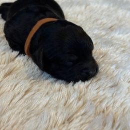 Charlie - Black male Havapoo puppy in Olympia, Washington from Che Bella Amore Lagotti