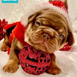 French Bulldog Puppies from The French Bulldog Company LLC