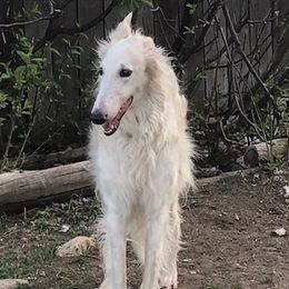 Silken Windhounds from Infinite Paws-Abilities