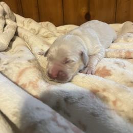 Girl 1 - Light golden female Golden Retriever puppy in Buskirk, New York from MarGold Goldens