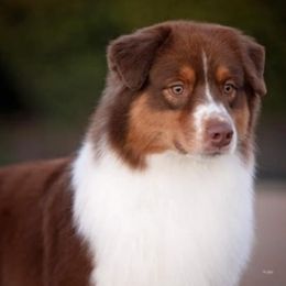 Australian Shepherd puppies from Silverstone Kennel