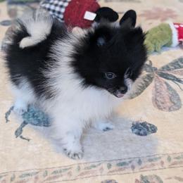 Jess 5lbs as adult - Black parti female Pomeranian puppy in Danielsville, Georgia from PassionatePomPoms