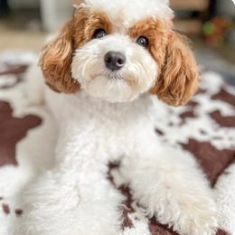 Lilly - Goldendoodle