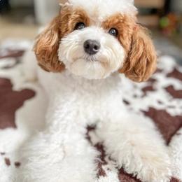 Lilly - Goldendoodle