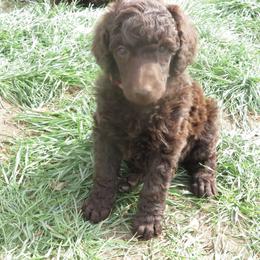 Yellow, Orange, or Pink - Brown female Poodle puppy in Ryegate, Montana from Big Sky Poodles