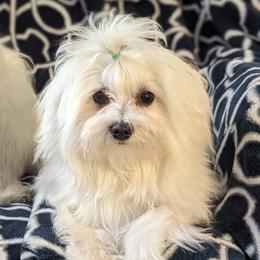 SMALL BOY 702 213 1680 - White male Maltese puppy in Nevada from LAS VEGAS PUPPY