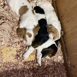 Basset Hound Puppies from Russell Bassets