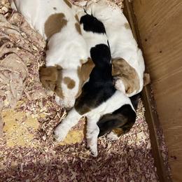 Basset Hound Puppies from Russell Bassets