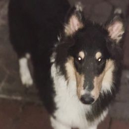Chester - Collie