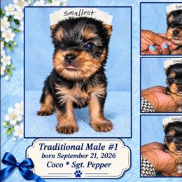 HALO - Black and tan male Yorkshire Terrier puppy in Michigan from TenderLittleCuties