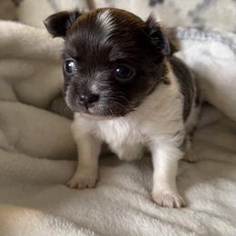 Bluey - Blue and white male Chihuahua puppy in Hackleburg, Alabama from Clements Chihuahua