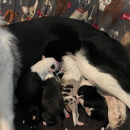 Border Collies from Bob & Donette's Border Collies