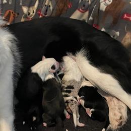 Border Collies from Bob & Donette's Border Collies