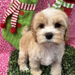 Bianca G1 - Golden female Cockapoo puppy in Haines City, Florida from Camic Cockapoos