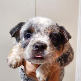 Eye patches - Blue speckled female Australian Cattle Dog puppy in Lenoir, North Carolina from Blue Coyote Ranch