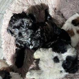 Shih Tzu Puppies from Riley Family Kennel