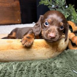 Knox - Chocolate and tan male Dachshund puppy in Washburn, Tennessee from Clinch Mountain Dachshunds