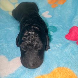 Gatsby - Silver male Poodle puppy in Meadowbrook, California from Standard Poodle Pups