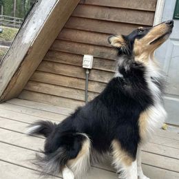 Baby - Black white and tan female Collie puppy in Kalispell, Montana from Boorman Mountain Kennel