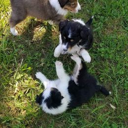 Shetland Sheepdog Puppies from Andrew Spiegel