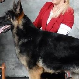 German Shepherds from Sally Krickeberg's German Shepherds