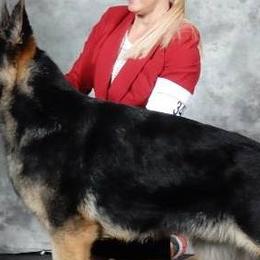 German Shepherds from Sally Krickeberg's German Shepherds