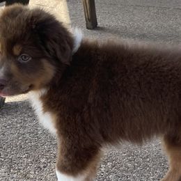 Boy 2 - Red & white Australian Shepherd puppy in Blum, Texas from 4P Poteet Farms