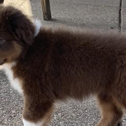 Boy 2 - Red & white Australian Shepherd puppy in Blum, Texas from 4P Poteet Farms