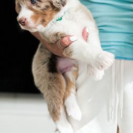 Aussiedoodle, Bernedoodle, Goldendoodle, and Poodle Puppies from Teddy Doodles & Standard Poodles