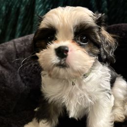 Elphaba - Black and white female Cavatzu puppy in Saint Paul, Minnesota from Amy’s Puppy Tzu
