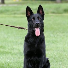 Costal - German Shepherd