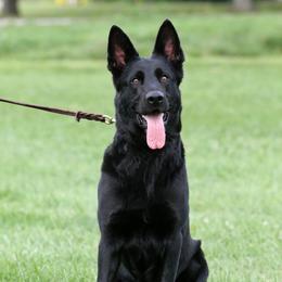 Costal - German Shepherd