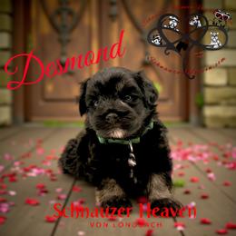 Desmond AKC - Black and silver male Miniature Schnauzer puppy in Pelzer, South Carolina from Schnauzer Heaven Von Longbach