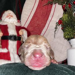 Frostbite - Silver male Great Dane puppy in Ardmore, Alabama from Delta Danes