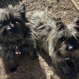 Cairn Terrier All Grown Up from Central Oregon Cairn Terriers