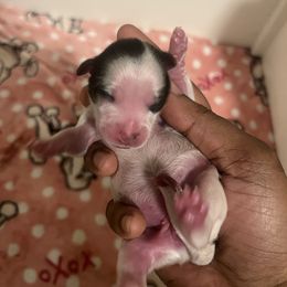 Girl 2 Maggie - Parti female Yorkipoo puppy in Gastonia, North Carolina from Precious pups dynasty kennel